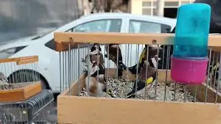 Птичий рынок коракамыш. 