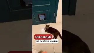 Спасла двух кошек и собаку с улицы 😍