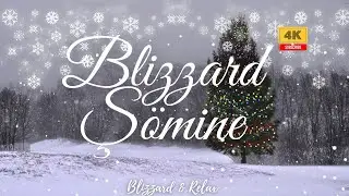 Snowstorm Forest Ambience 🌲❄️ | Cold Wind Sounds for Deep Sleep, Study & Meditation (2H)