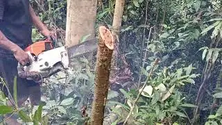 TEBANG DAN BELAH KAYU DAMAR OPERATOR SENSO PEMULA SKILL MASTER