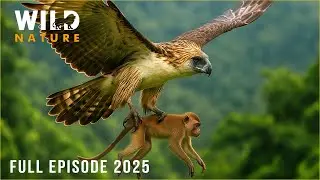 THE PHILIPPINES | Secrets of the Archipelago&rsquo;s Hidden Creatures | Animal documentary