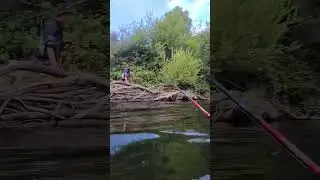 Catching Murray cod in the ovens river. Always the good ones get snagged.