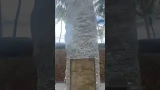 Цунами на Шри-Ланке унесло в 2004 году ~250 тыс. человек #shortvideo #shorts #short