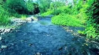 solutions to calm the heart and mind #asmr #nature #life 