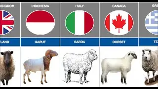 Sheep Breeds from Different Countries | Comparison Video