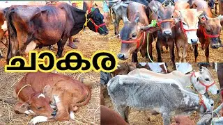 വളർത്തുകുട്ടികളും പശുക്കളും  | ചീപ്പ് വിലക്ക്  | Vaniyamkulam | bull | Cow | Calf | TECH AND VLOGS