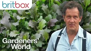 How to Grow Perfect Parsley and Mizuna in Your Own Garden | Gardeners' World 2020