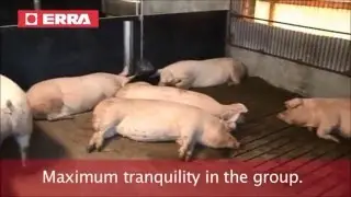 ERRA EVOFEED - Automatic Pig Feeder - Available from Finrone Systems Limited