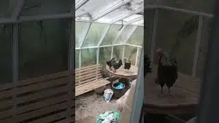 black Copper Maran 5 months old