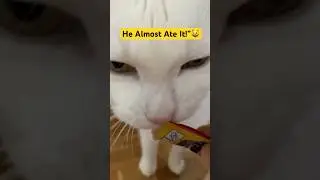 &ldquo;This Cat is OBSESSED with Creamy Snacks! 😻 Almost Ate the Wrapper!&rdquo; viralvideo #trending #shorts