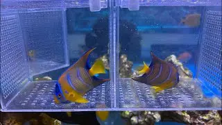セレクト仕入れ便入荷！イソギンチャクも充実入荷！