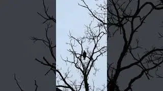 Yard Stars - Karen Clip - Eagle Lift Off #yardstars #birds #birdwatching #baldeagle #baldeagles
