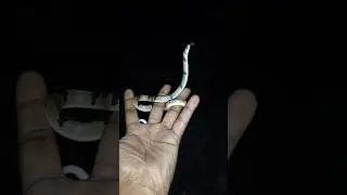 Banded kukri #snakes