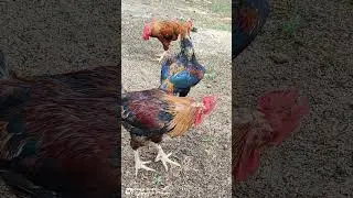 Three Roosters, #rooster , #roosters , #roosterlove, #birdlovers , #birdlove , #bahucharajitemple ,