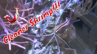 Cleaner Shrimp Care Guide