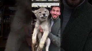 This family rescued a wolf pup that had lost its mother during a snowstorm, then...