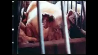 Video imperdibile!