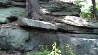 Tree Growing out of a Rock