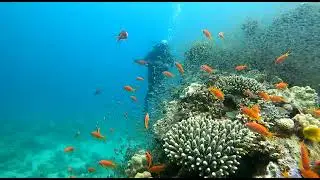 Aqaba Diving