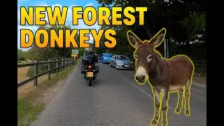 Motorbike Ride in the New Forest | Donkeys, Goats, Horses & Pub Stop in Lymington 🏍🌳