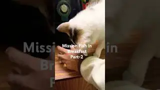 Mission to have 🐟 in breakfast #cat #funny #shorts