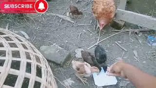  মুরগির বাচ্চা কিভাবে? সুস্থ রাখবেন।🐣🤗😱মাত্র তিনটি উপাদান দিয়ে মুরগির বাচ্চা সুস্থ রাখুন1 মিনিটের ।