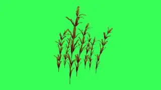 animated water plant - 