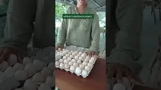 Buy Organic Eggs Online | The Altitude Store | Organic Food Products