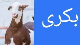 bakri urdu essay