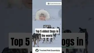 Top 5 Ancient Dog Breeds &ndash; Dogs with Legendary Histories! 🐕🏺 #shorts #shortvideo #shortvideos #dogs