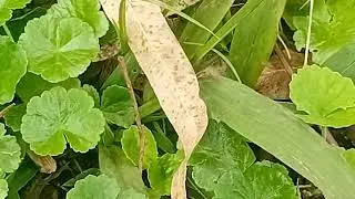 Gotukola/Kutukumu/Akabo Ka bakyala/Asiatic Pennywort/Indian Pennywort