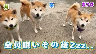 眠いモードでじゃれ合っているのが可愛い巨体柴犬たち