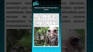 POR QUE CORUJAS EVITAM CHUVA FORTE #curiosidades