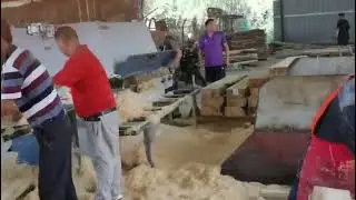 Automatic Timber Edger Saw Multi-Blades Wood Rip Saw Machine#ripsaw #sawmill #woodworkingmachine
