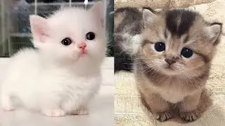 Baby Cats - Cute and Funny Cat Videos Compilation #2 | Just2Minutes