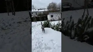 Беги, Лила, беги! #кошка