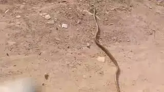 💚Rat snake ka speed #youtubeshorts #shots #rat #ratsnake #snake #rap #reptile