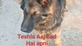 आज हमारा dog tesla sad hai थोड़ा।। pahari vlogll pinki Himachal vlogll subscribe 