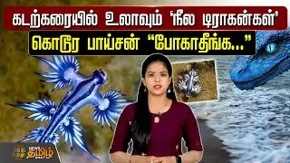 கடற்கரையில் உலாவும் &rsquo;நீல டிராகன்கள்&rsquo; - கொடூர பாய்சன்  