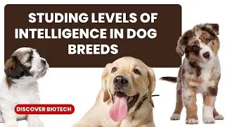 Intelligence Dogs | Studying the genetics underlying different levels of intelligence in dog breeds