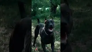 Unleashing the Fierce: Black Doberman in Aggressive Mode! 🐾🌲  #dog #beastmode #shortsvideo #doberman