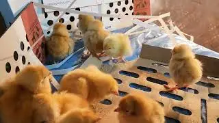 একদিনের উন্নত জাতের মুরগির বাচ্চা  | krishi channel agro | @DoyelAgro @bismillahagro @MrBeast