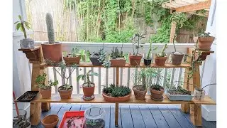 Some of my favorite weird plants and a new plant bench!