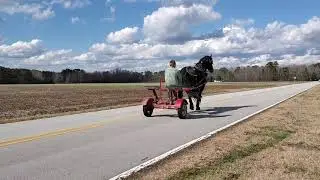 Registered Friesian Sport Horse Driving