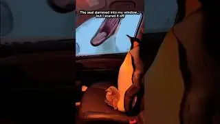 A Penguin Ran Into My Car To Escape a Seal...