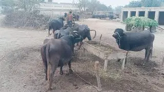 Sardio k Dino me Gaon or Buffalo Deri farm life 