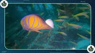 Marine Park Dive Spot Revealed Incredible Fish & Coral