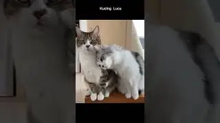 kucing love #sgorts #kucing #lucu #kucinglucu