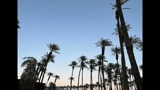 Travels-Palm Springs and Joshua Tree (Winter 2024)