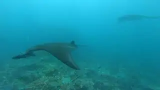 Scuba diving with Mantas at Manta Alley Komodo Indonesia on Mermaid liveaboard M/V Mermaid II.